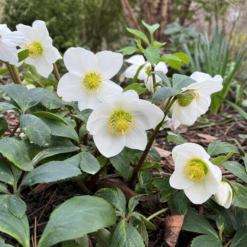 Helleborus niger (Christmas Rose) – perennial garden photograph 2
