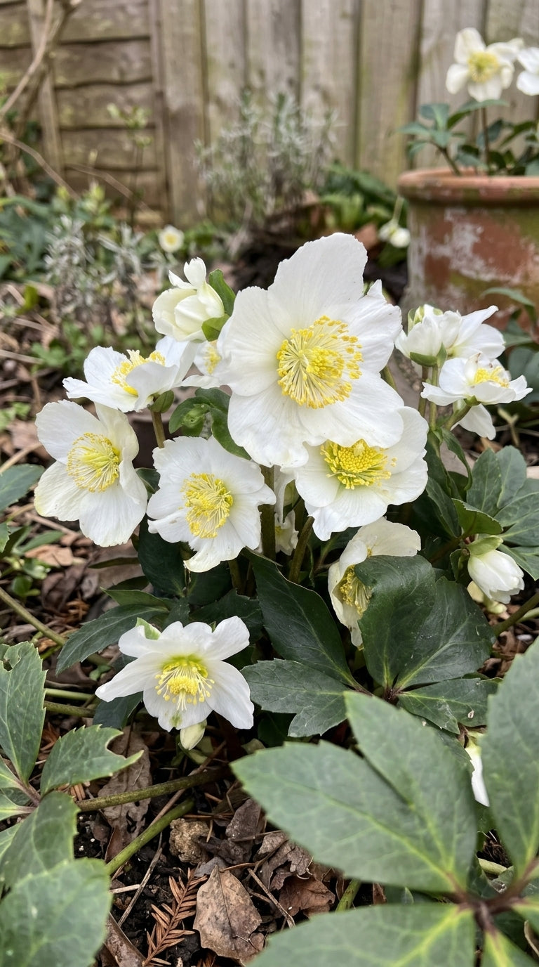 Helleborus niger (Christmas Rose) – perennial garden photograph 3