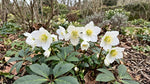 Helleborus niger (Christmas Rose) – perennial garden photograph 4