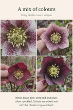 Helleborus orientalis (Lenten Rose) - Harding & Bloom