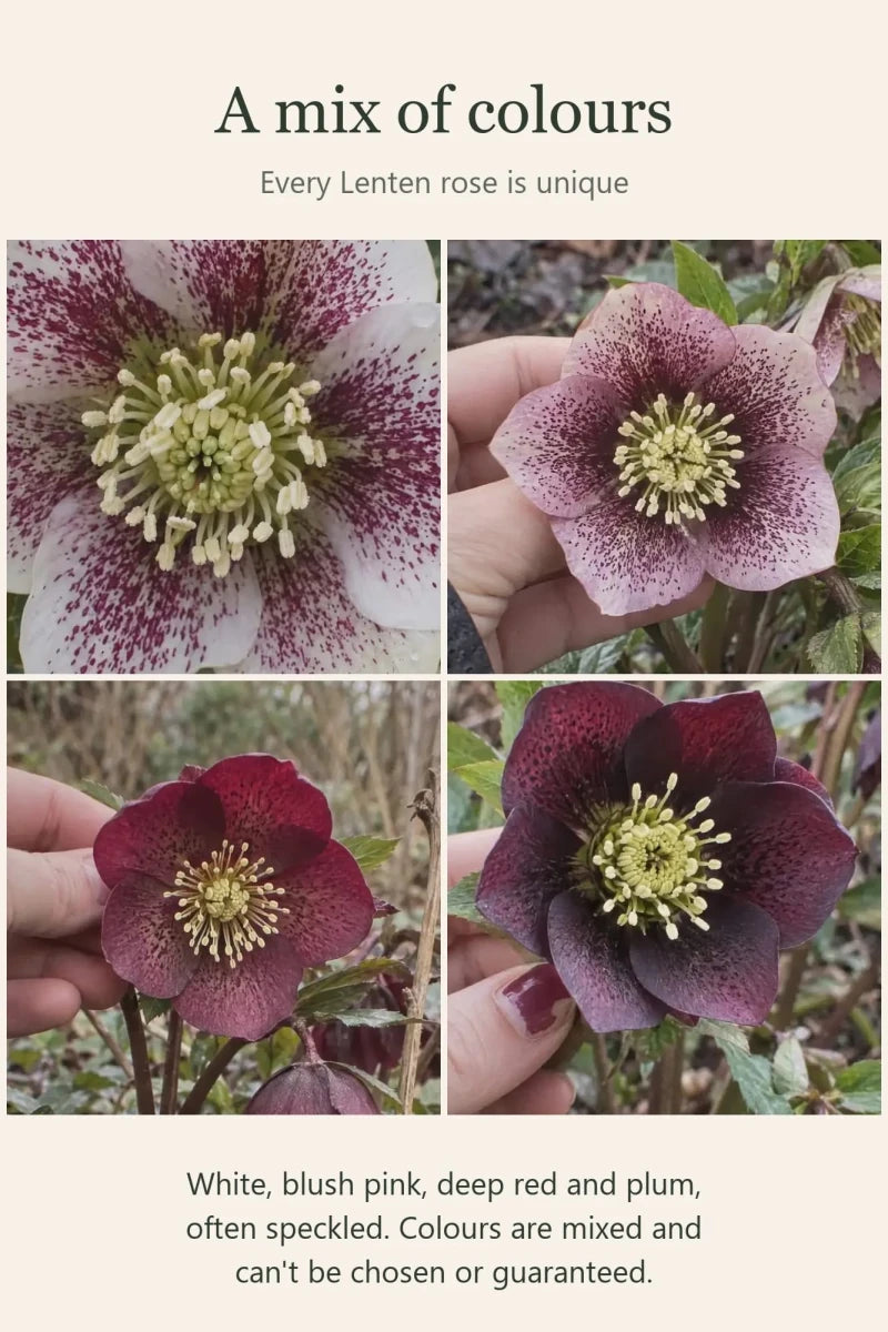 Helleborus orientalis (Lenten Rose) - Harding & Bloom