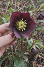 Helleborus orientalis (Lenten Rose) - Harding & Bloom