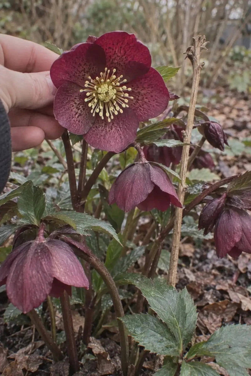 Helleborus orientalis (Lenten Rose) - Harding & Bloom