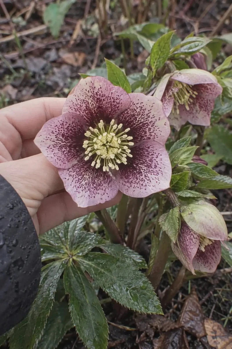 Helleborus orientalis (Lenten Rose) - Harding & Bloom