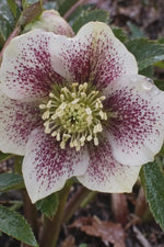 Helleborus orientalis (Lenten Rose) - Harding & Bloom