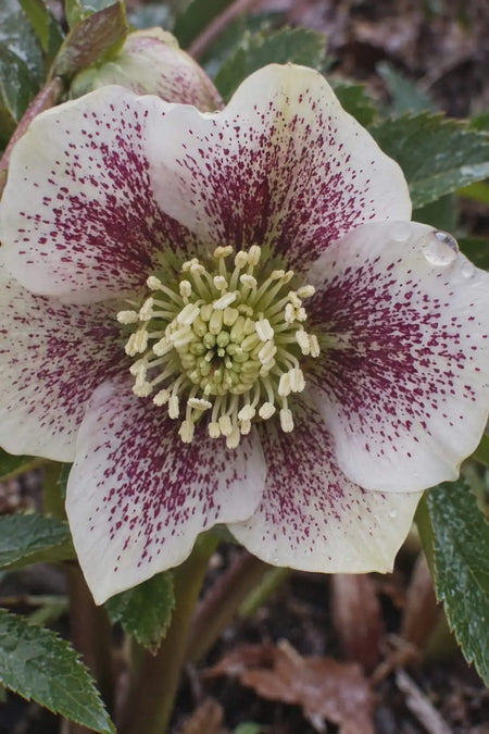 Helleborus orientalis (Lenten rose) flower, white with deep red speckles: one example from our mixed colours