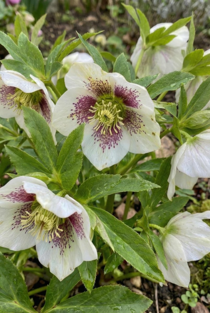 Helleborus orientalis (Lenten rose) - Harding & Bloom