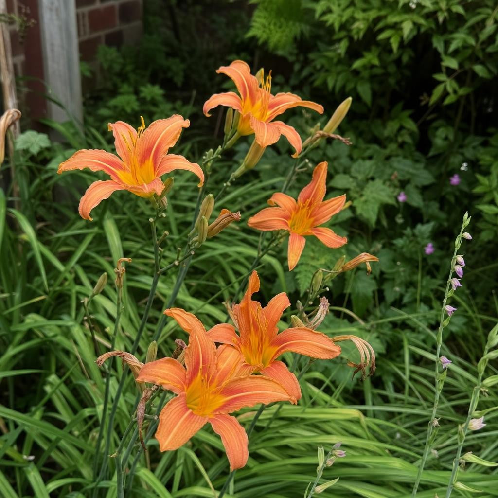 Hemerocallis fulva (Daylily) – perennial garden photograph 2