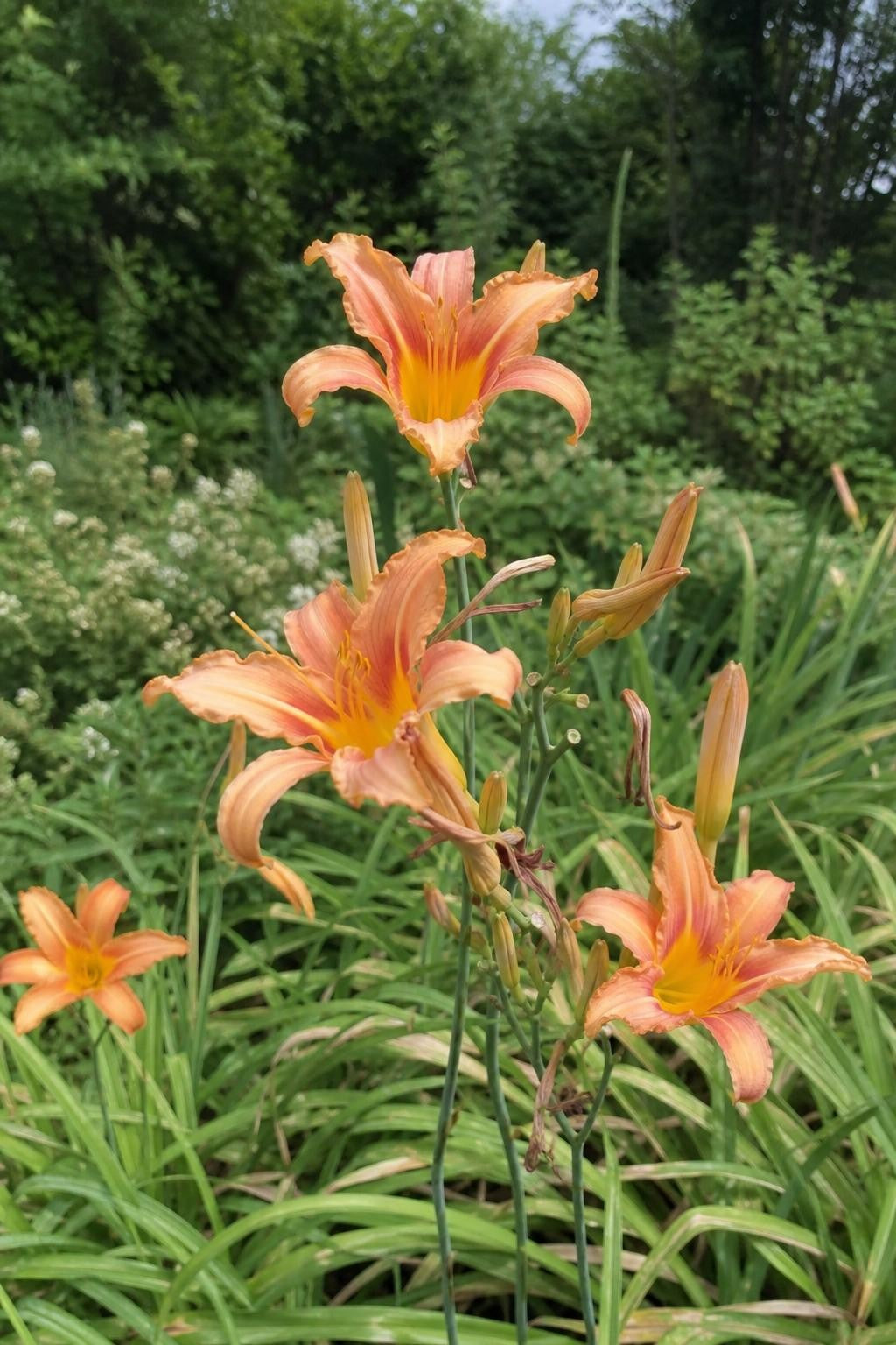 Hemerocallis fulva (Daylily) – perennial garden photograph 3