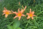 Hemerocallis fulva (Daylily) – perennial garden photograph 4