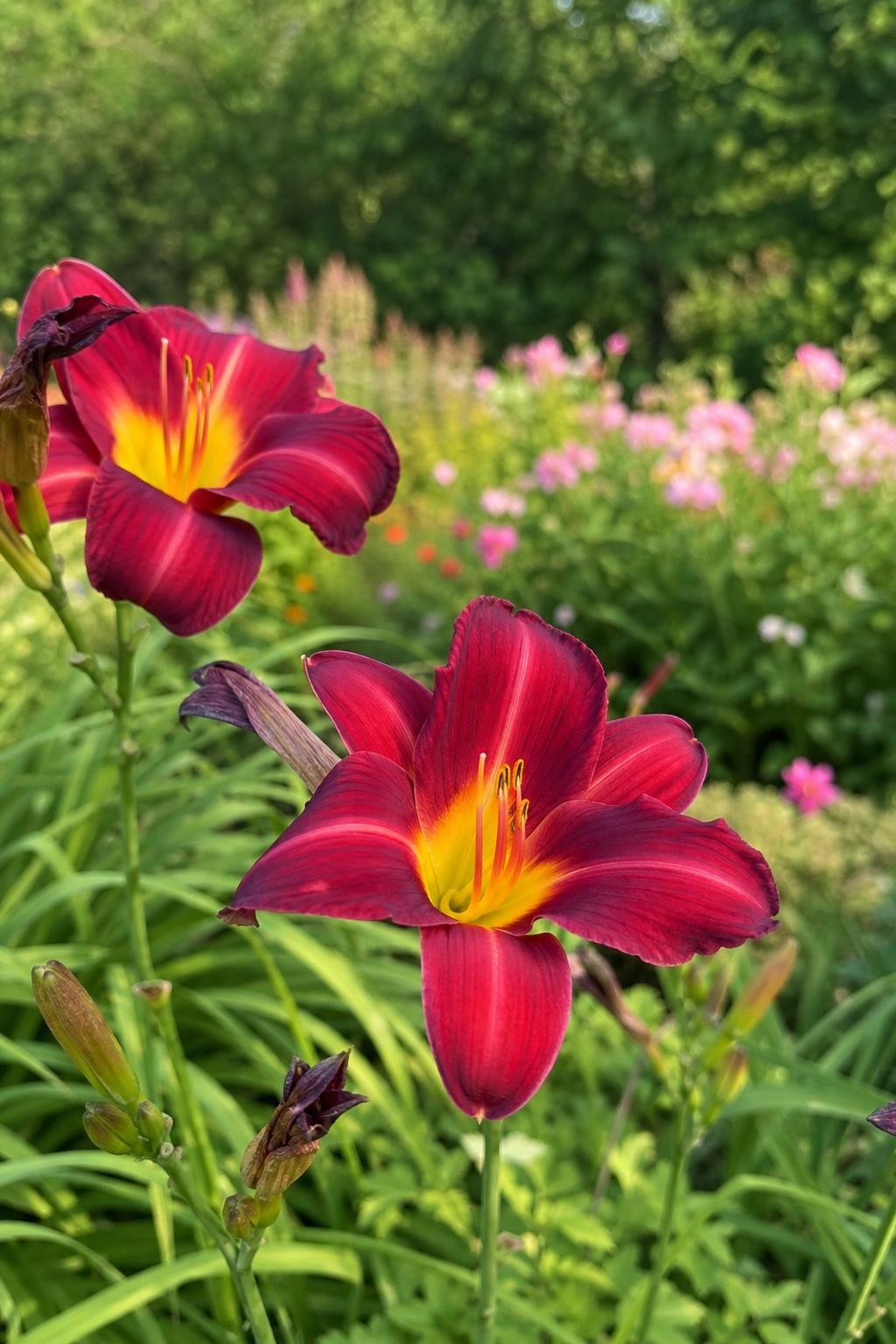 Hemerocallis - ‘Stafford’ (Daylily) – perennial garden photograph 3
