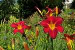Hemerocallis - ‘Stafford’ (Daylily) – perennial garden photograph 4