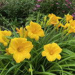 Hemerocallis - ‘Stella de Oro’ (Daylily) – perennial garden photograph 2