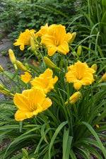 Hemerocallis - ‘Stella de Oro’ (Daylily) – perennial garden photograph 3