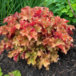 Heuchera - ‘Marmalade’ (Coral Bells) – perennial garden photograph 2