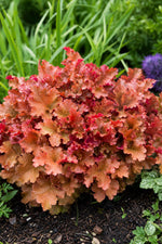 Heuchera - ‘Marmalade’ (Coral Bells) – perennial garden photograph 3