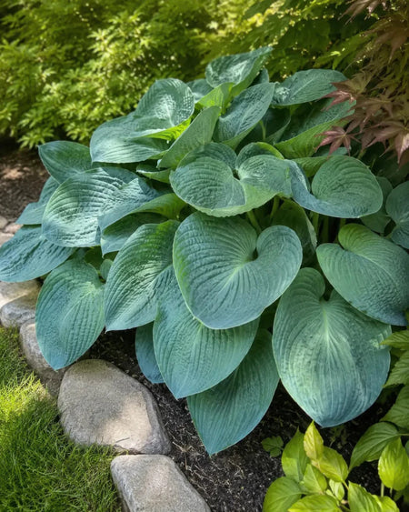Hosta - ‘Big Daddy’ - Harding & Bloom