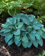 Hosta 'Blue Mouse Ears' (Plantain Lily) - Harding & Bloom