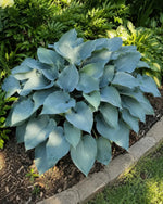 Hosta - ‘Halcyon’ - Harding & Bloom