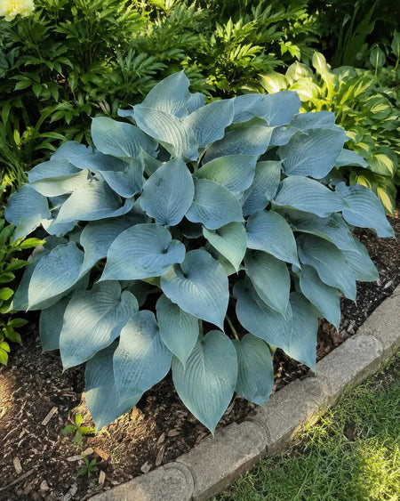 Hosta - ‘Halcyon’ - Harding & Bloom