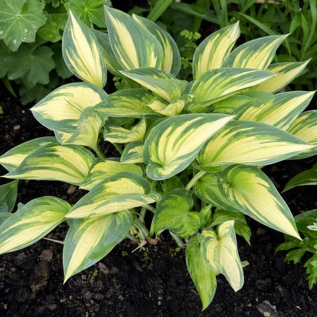 Hosta - ‘June’ – perennial garden photograph 1