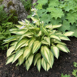 Hosta - ‘June’ – perennial garden photograph 2
