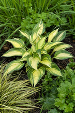 Hosta - ‘June’ – perennial garden photograph 3