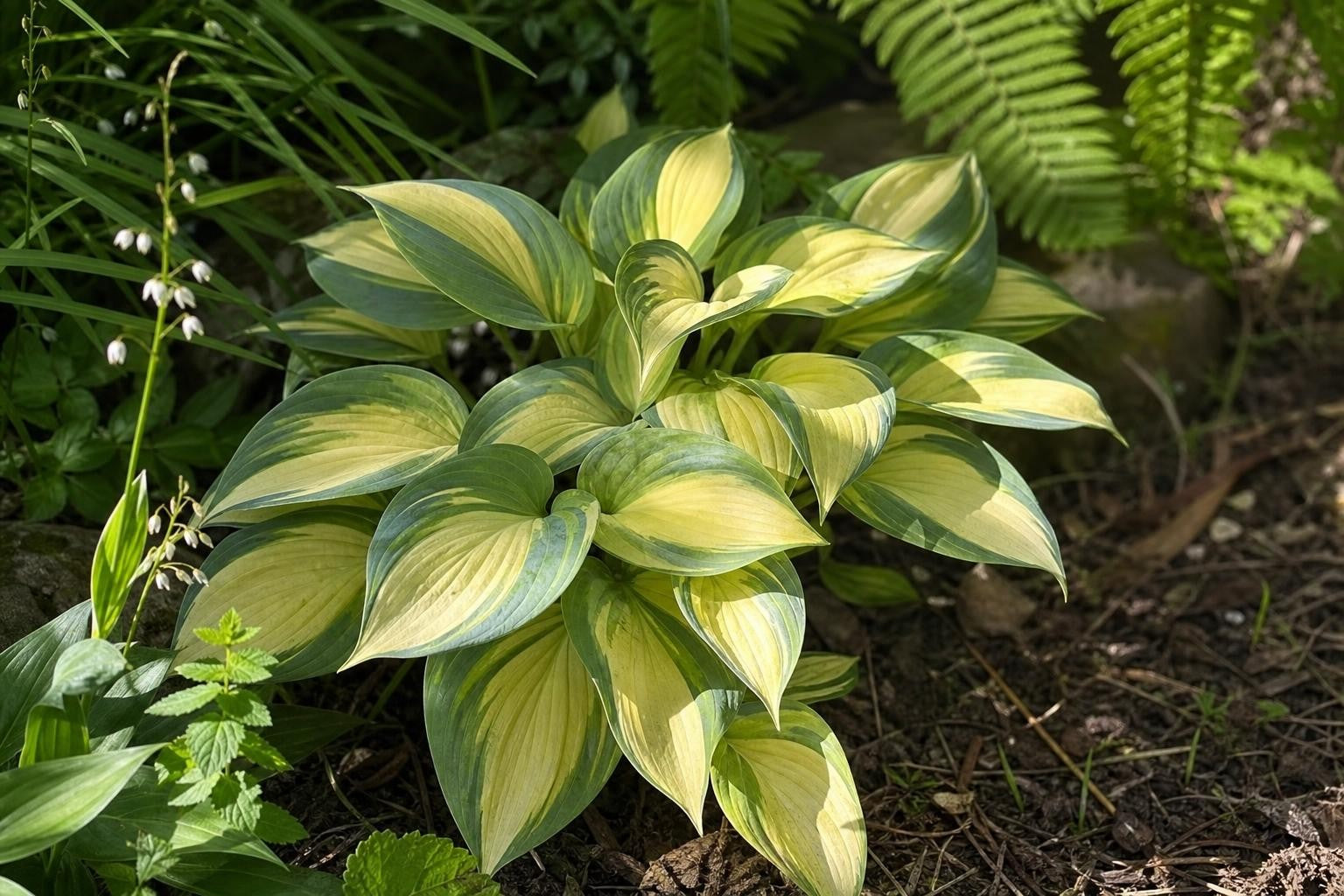 Hosta - ‘June’ – perennial garden photograph 4