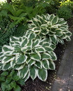 Hosta - ‘Patriot’ - Harding & Bloom