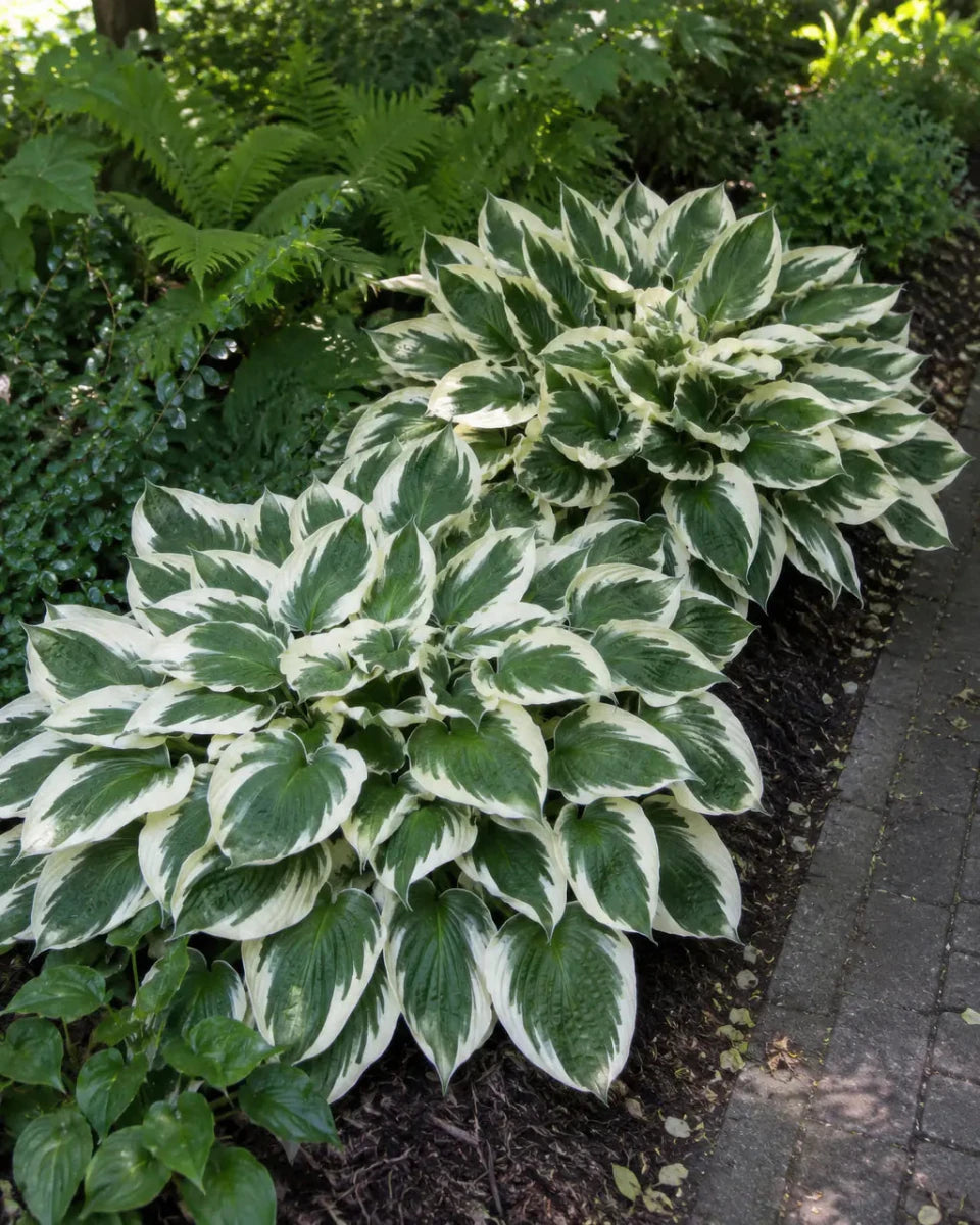 Hosta - ‘Patriot’ - Harding & Bloom