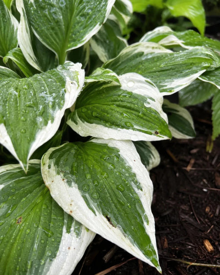 Hosta - ‘Patriot’ - Harding & Bloom