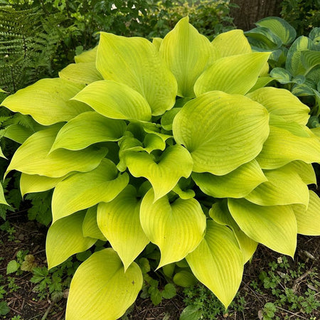 Hosta - ‘Sum and Substance’ – perennial garden photograph 1