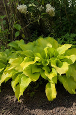 Hosta - ‘Sum and Substance’ – perennial garden photograph 3