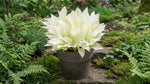 Hosta 'White Feather' (Plantain Lily) - Harding & Bloom