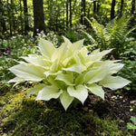 Hosta 'White Feather' (Plantain Lily) - Harding & Bloom