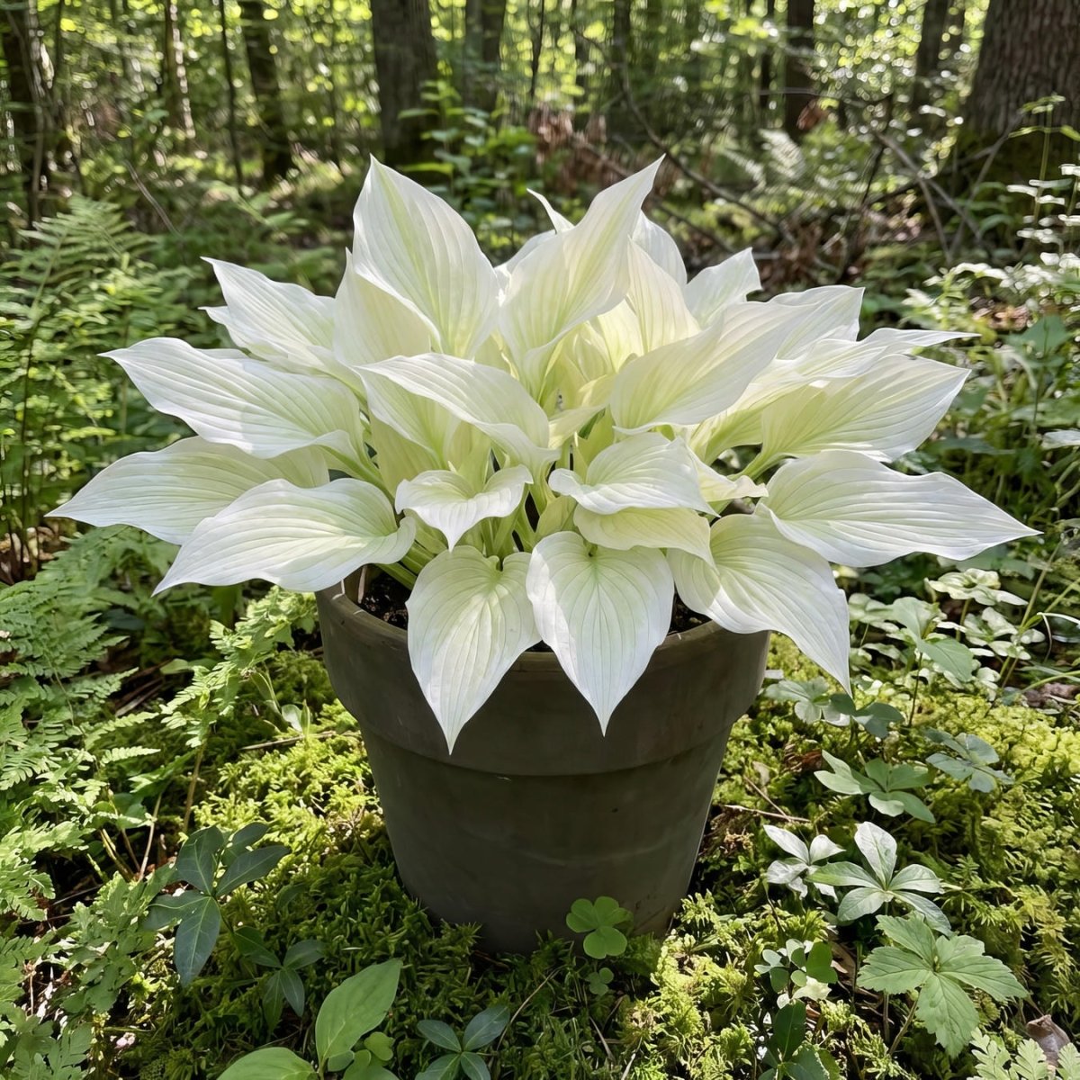 Hosta 'White Feather' (Plantain Lily) - Harding & Bloom
