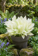 Hosta 'White Feather' (Plantain Lily) - Harding & Bloom