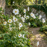 Anemone × hybrida 'Honorine Jobert' (Japanese anemone) – anemone corms, product photo 3 (Harding & Bloom)