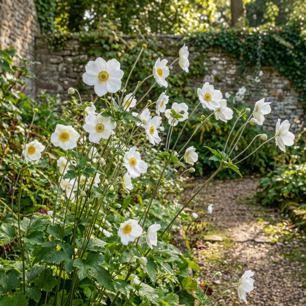 Anemone × hybrida 'Honorine Jobert' (Japanese anemone) – anemone corms, product photo 3 (Harding & Bloom)