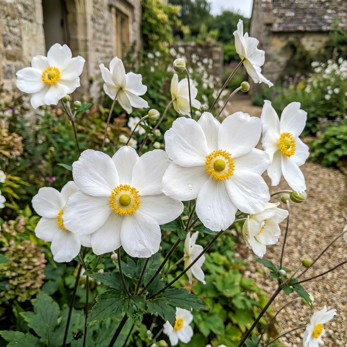 Anemone × hybrida 'Honorine Jobert' (Japanese anemone) – anemone corms, main product photo (Harding & Bloom)