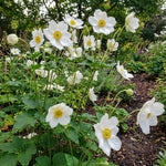 Anemone × hybrida 'Honorine Jobert' (Japanese anemone) – anemone corms, product photo 5 (Harding & Bloom)