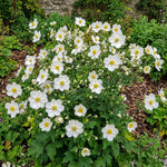 Anemone × hybrida 'Honorine Jobert' (Japanese anemone) – anemone corms, product photo 2 (Harding & Bloom)