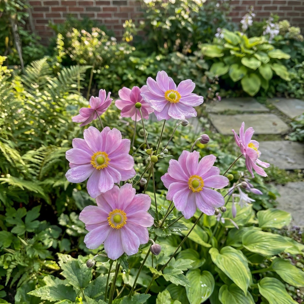 Anemone × hybrida 'Königin Charlotte' (Japanese anemone) – anemone corms, product photo 5 (Harding & Bloom)