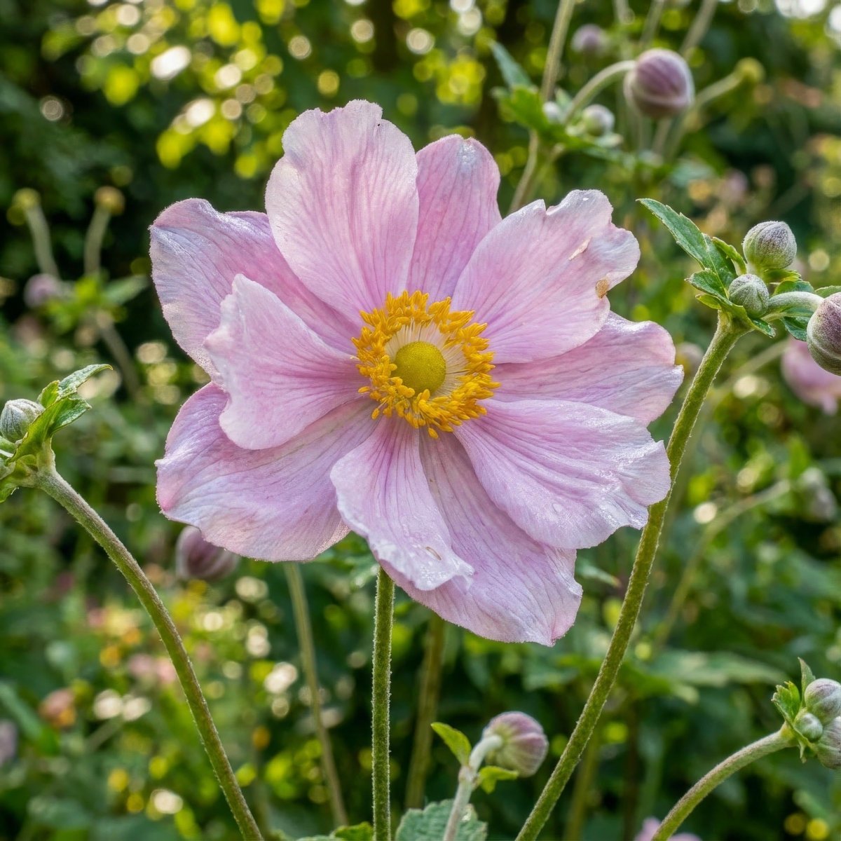 Anemone × hybrida 'Königin Charlotte' (Japanese anemone) - Harding & Bloom