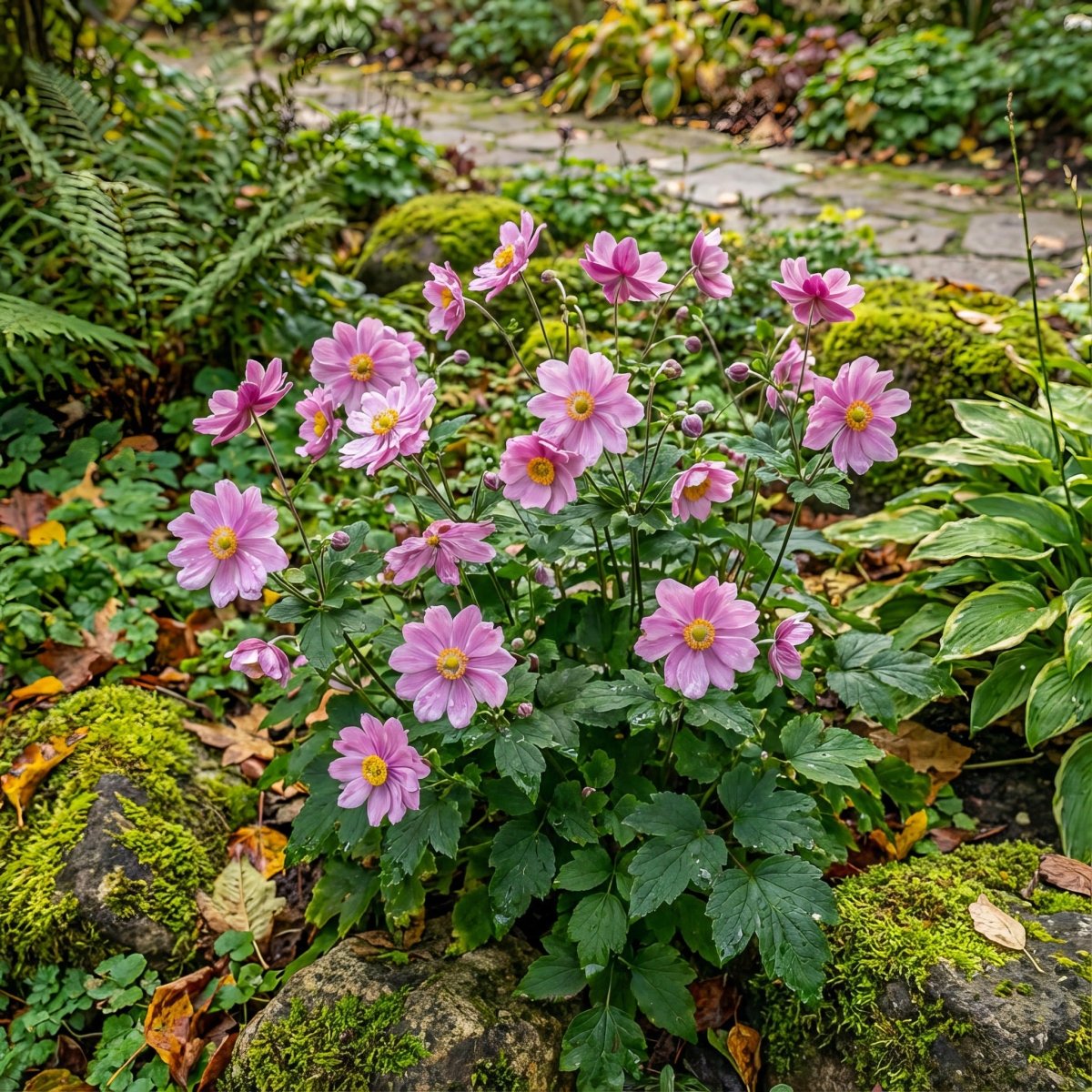 Anemone × hybrida 'Königin Charlotte' (Japanese anemone) – anemone corms, product photo 2 (Harding & Bloom)
