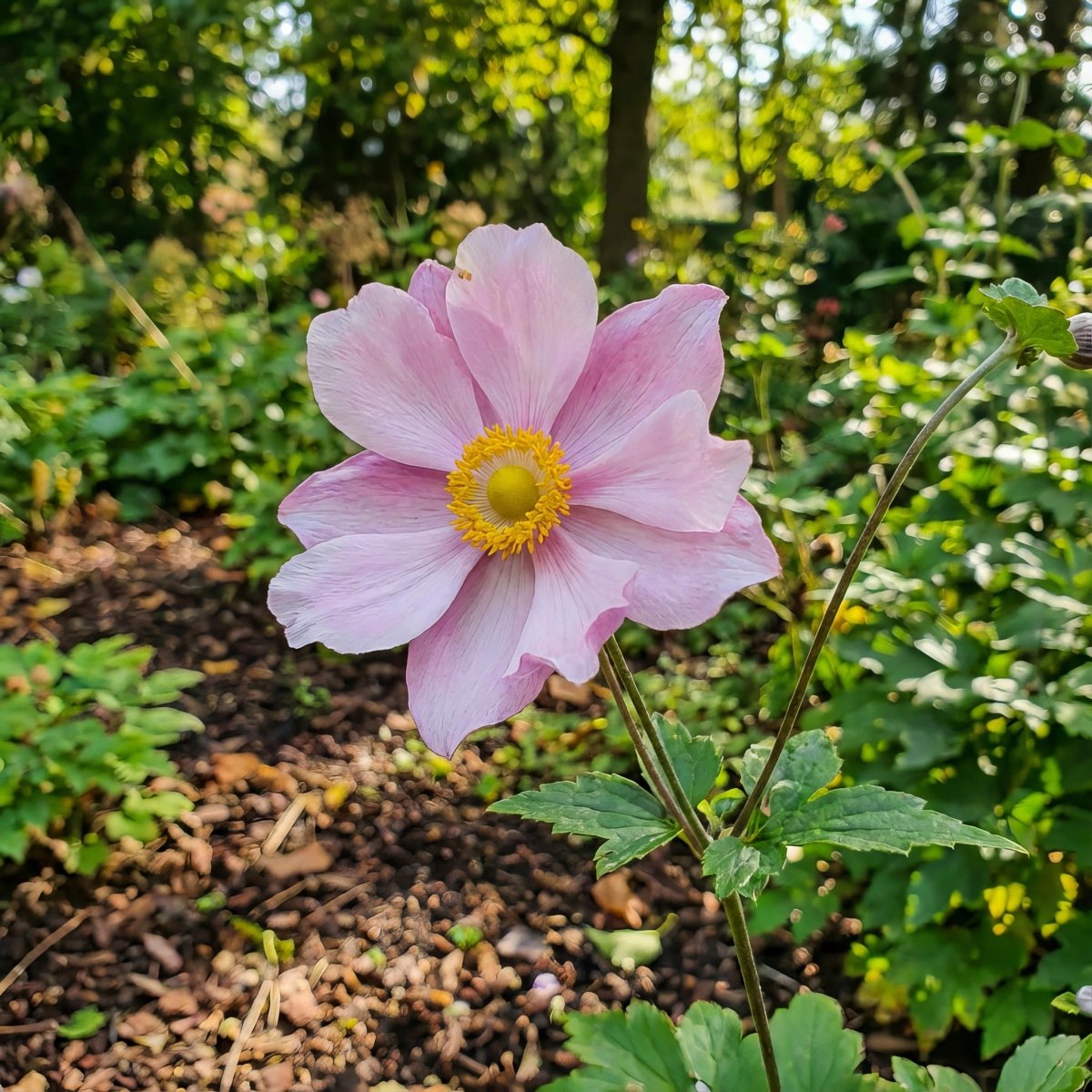 Anemone × hybrida 'Königin Charlotte' (Japanese anemone) – anemone corms, product photo 4 (Harding & Bloom)