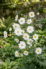 Anemone × hybrida 'Whirlwind' (Japanese anemone) – anemone corms, product photo 5 (Harding & Bloom)