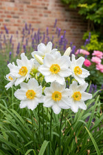 Anemone × hybrida 'Whirlwind' (Japanese anemone) – anemone corms, product photo 7 (Harding & Bloom)