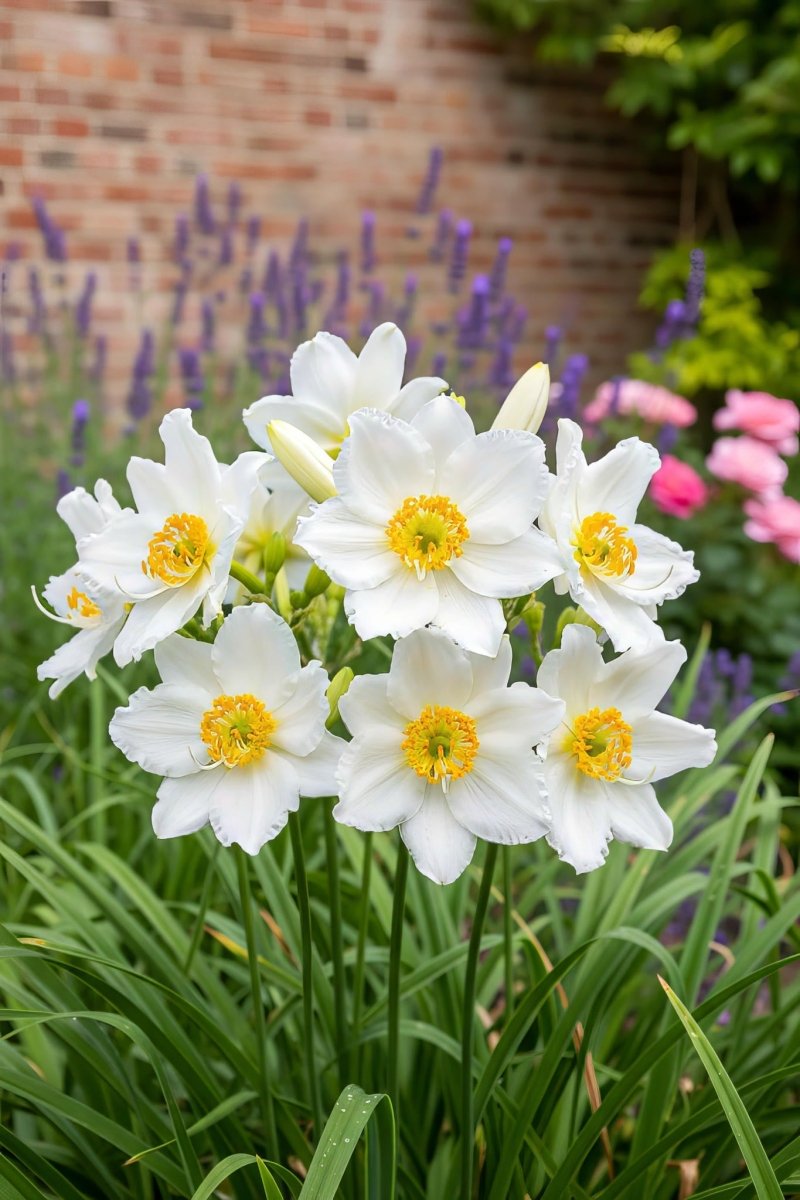 Anemone × hybrida 'Whirlwind' (Japanese anemone) – anemone corms, product photo 7 (Harding & Bloom)