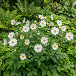 Anemone × hybrida 'Whirlwind' (Japanese anemone) – anemone corms, product photo 3 (Harding & Bloom)